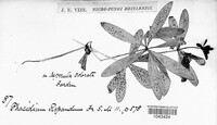 Leptotrochila repanda image